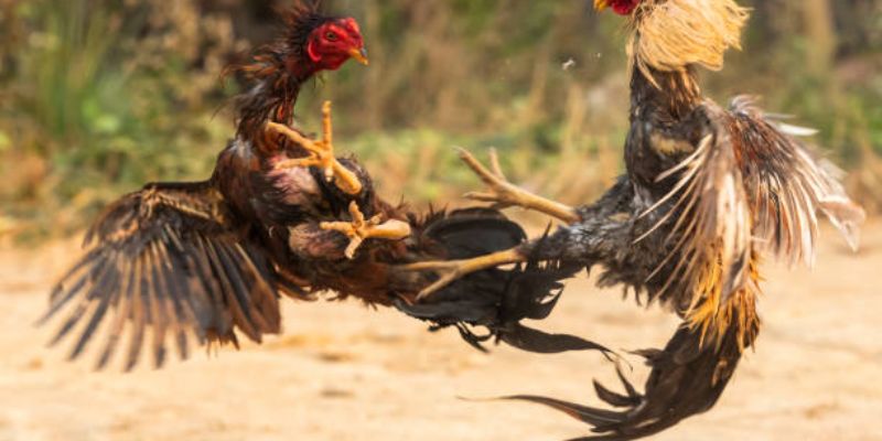 Thuật ngữ om gà cực kỳ hay